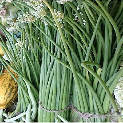 KANAYA Fresh Green Beans Singra Seed(300 per packet)