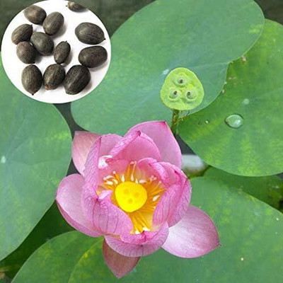 Qualtivate VXL-3AT Mini Lotus Flower Seeds Seed(25 per packet)