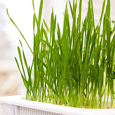 WILLVINE Cat Grass Seed Mix-[2500 Seeds] Seed(2500 per packet)