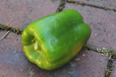 VASUDHA Capsicum Green Bell Pepper Seed(1000 per packet)