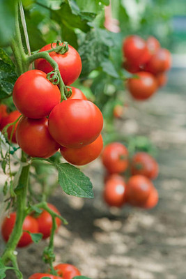 Xesas tomato Seed(105 per packet)