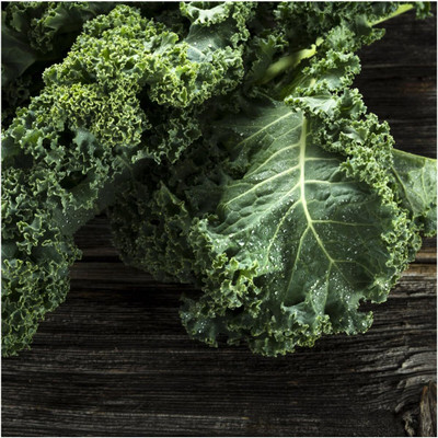 WILLVINE VMR -I Vates Blue Scotch Curled Kale Seeds [2.5g] Seed(750 per packet)