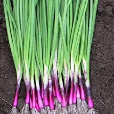 VibeX PUAS-94 - Scallion “Red Beard” – Bunching Onion - (13500 Seeds) Seed(13500 per packet)