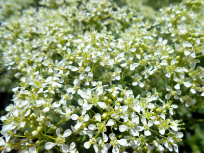 mixera gypsophila flower Seed(100 per packet)