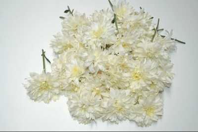 the green dotcom Chrysanthamum White/Chamanti Seed(60 per packet)