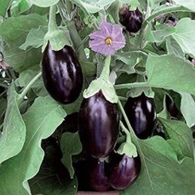 Qualtivate GBPT-7A BRINJAL CHU CHU/ BAINGAN SEEDS Seed(300 per packet)