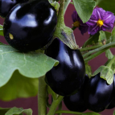 KNESSiN Ophelia Brinjal Seeds-[5gm] Seed(1000 per packet)