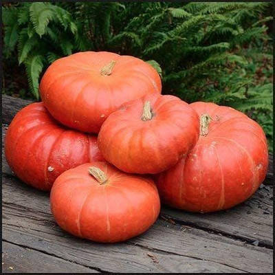 VibeX ® VMR-354 Cinderella Pumpkin Seeds Seed(50 per packet)