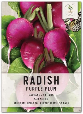 CYBEXIS GUA-49 - Purple Plum Radish - (250 Seeds) Seed(250 per packet)