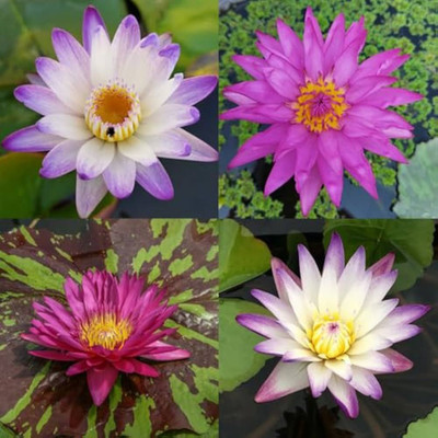 DEYS AGRO ™ water lily seeds,lilly flower seeds mix Seed(9 per packet)