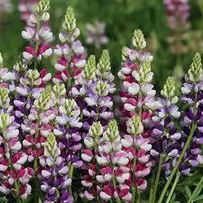 Aro Lupin Seed(45 per packet)