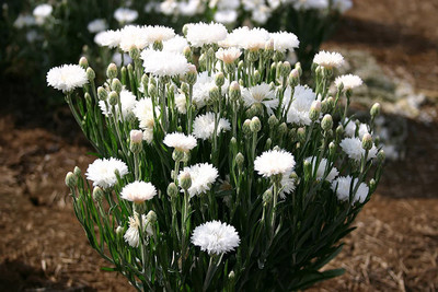 ACCELCROP CORNFLOWER MIXED FLOWER Seed(23 per packet)