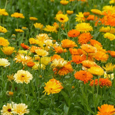 Lorvox Calendula mix Colour Flower Seed(25 per packet)