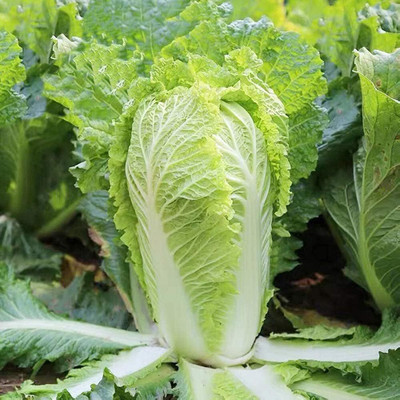 WILLVINE ROX -VI Michihili Heirloom Chinese Cabbage Seeds [2.5g] Seed(750 per packet)