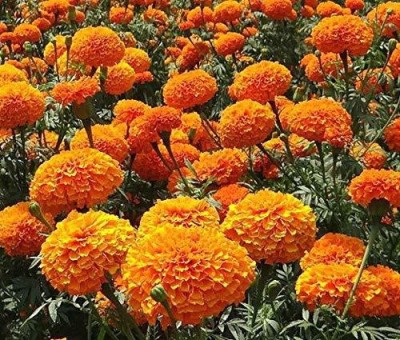 CYBEXIS Marigold Inca (गेंदे का फूल) Orange Seeds For winter Gardening(1000 Seeds) Seed(1000 per packet)