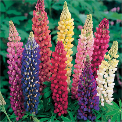 WILLVINE ™ Lupine Russell Mixture (Lupinus polyphyllus)-2000 SEEDS Seed(2000 per packet)