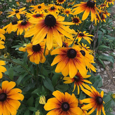 ashokavanam Rudbeckia Rustic Dwarf Mix Flower Seed(50 per packet)