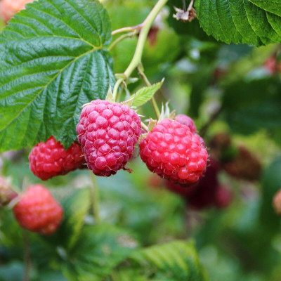 Hybrid Galaxy Raspberry sweet fruit hybrid eco-friendly Seed(20 per packet)