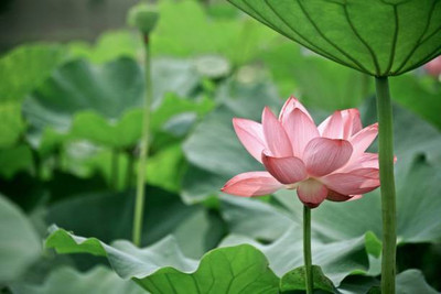 Hi tech Kisan Agro Farm lotus,kamal seeds Seed(13 per packet)