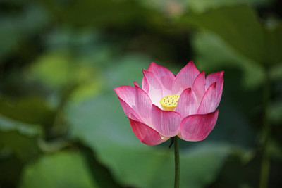 ginnienterpris lotus,kamal gatta Seed(15 per packet)