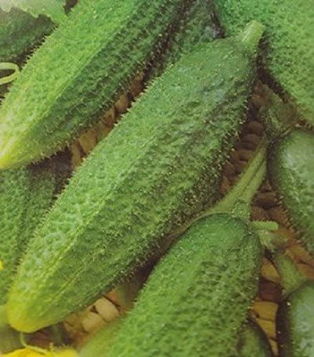 CYBEXIS F1 Hybrid Gherkin Cucumber Seeds HOKUS 2000 Seeds Seed(2000 per packet)