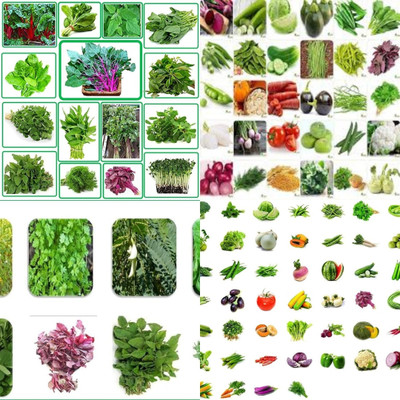 ibains Vegetable seeds for home garden biij 210 Seed(210 per packet)