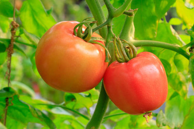 True Elements tomato Seed(115 per packet)