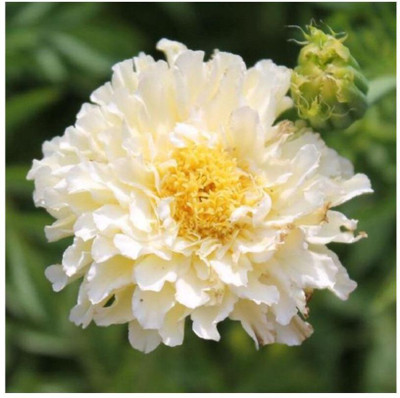 XOLDA Exotic chrysanthemum white Seed(27 per packet)