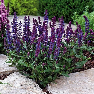 Qualtivate PUA-3A Salvia New Dimension Blue Sage Seed(100 per packet)