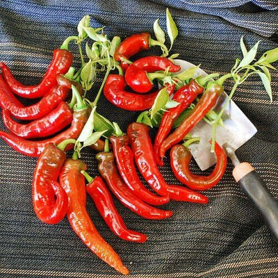 Biosnyg High Germination Italian Sweet Long Pepper Seeds For Gardening-(2000 Seeds) Seed(2000 per packet)