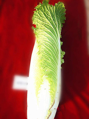 CYBEXIS Chinese Cabbage/Fresh Food Sweet Seeds 500 Seeds Seed(500 per packet)