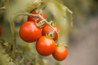 Kishori Creation tomato Seed(30 per packet)
