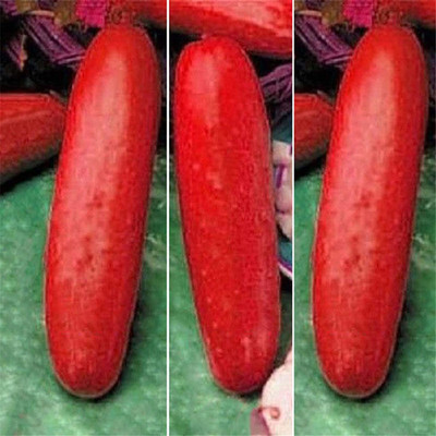 CYBEXIS Organic Red Cucumber Seeds Cucumis Sativus1000 Seeds Seed(1000 per packet)