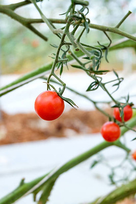 seedkart tomato Seed(25 per packet)