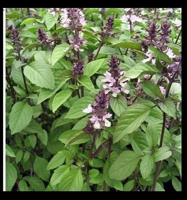 WILLVINE LX-24 Non GMO Basil Cinnamon Seed(1000 per packet)