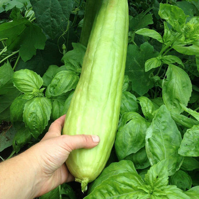 VibeX LXI-90 - Hybrid Long Melon - (1350 Seeds) Seed(1350 per packet)