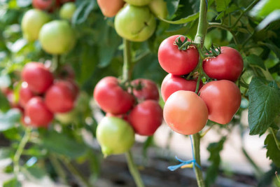 SUNWAN tomato Seed(120 per packet)