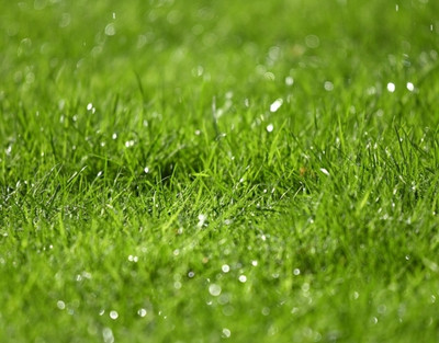 Dbbrothers Hybrid bermuda grass seeds Pack of 9500 Seed(9500 per packet)