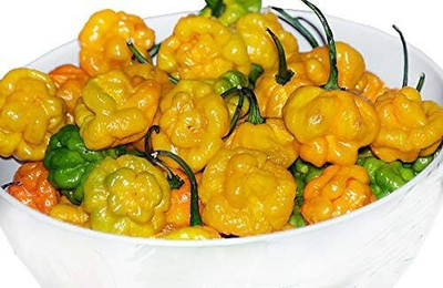 Biosnyg Yellow Scotch Bonnet Pepper Seeds For Kitchen Gardening-(2000 Seeds) Seed(2000 per packet)