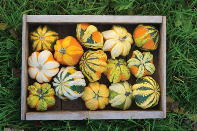 KNESSiN High Yield Daisy Gourd Pumpkin Seeds For Gardening (20 Seeds) Seed(20 per packet)