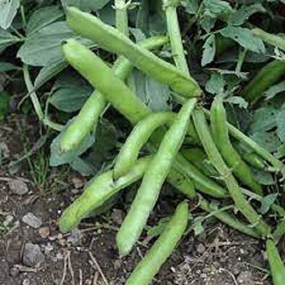 Aywal Bean/Bakla Seed(48 per packet)