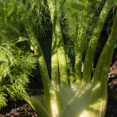 CYBEXIS VVI-4 - Fennel - (750 Seeds) Seed(750 per packet)