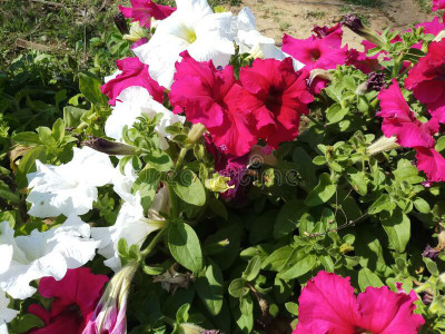 Mozette Exotic petunia Seed(31 per packet)