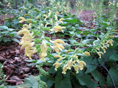 WILLVINE NDIR-405 Salvia Glutinosa Jupiter Distaff Sage Seed(200 per packet)