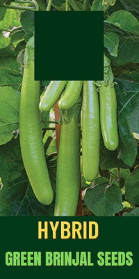CYBEXIS GBPUT-61 - BRINJAL GREEN LONG/ LAMBE BENGAN - (150 Seeds) Seed(150 per packet)