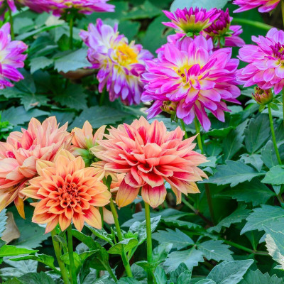 Arshiayat Dalhia Flower Seed(70 per packet)
