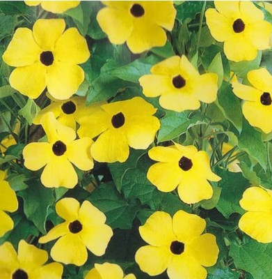 Aywal Vinca/sadabahar Mixed Color Hybrid Flower Seed(50 per packet)