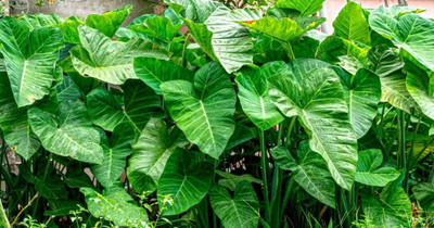 KANAYA Taro Root / Arbi / Dasheen / Eddoes Vegetable Bulbs Home Outdoor Gardening Bulbs Seed(4 per packet)