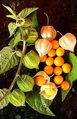 QALANDAR Cape Gooseberry |Peruvian Ground Cherry Seed(50 per packet)