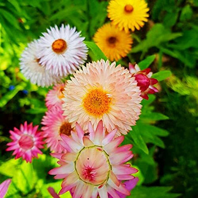 Aywal Helichrysum Mixed Color F1 Hybrid Seed(70 per packet)
